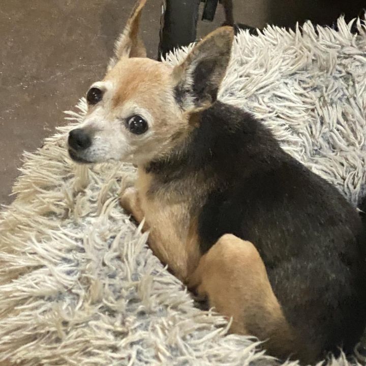 Penny (Dallas) 5