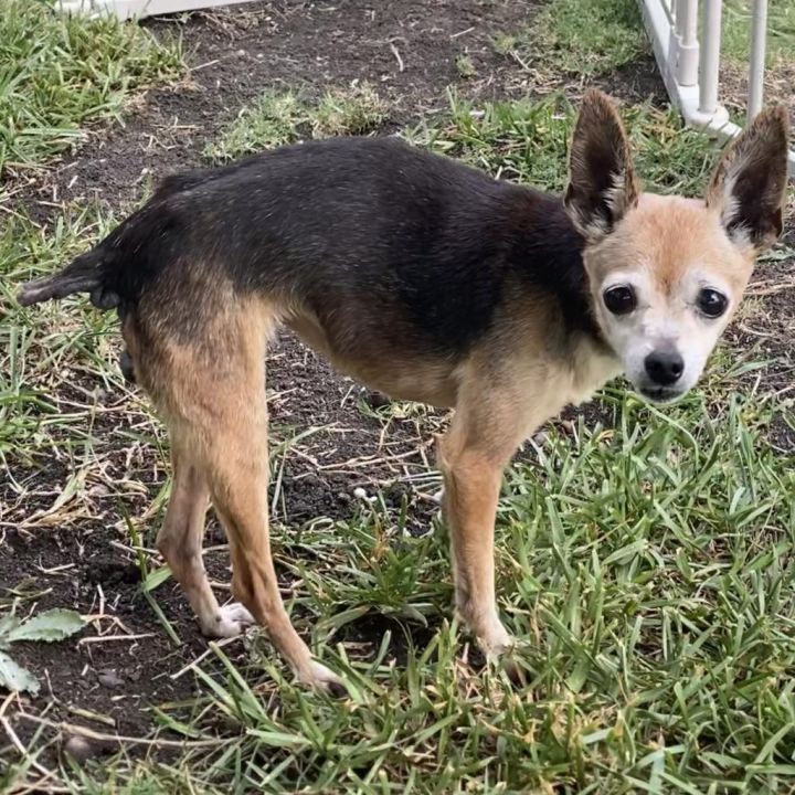 Penny (Dallas) 6