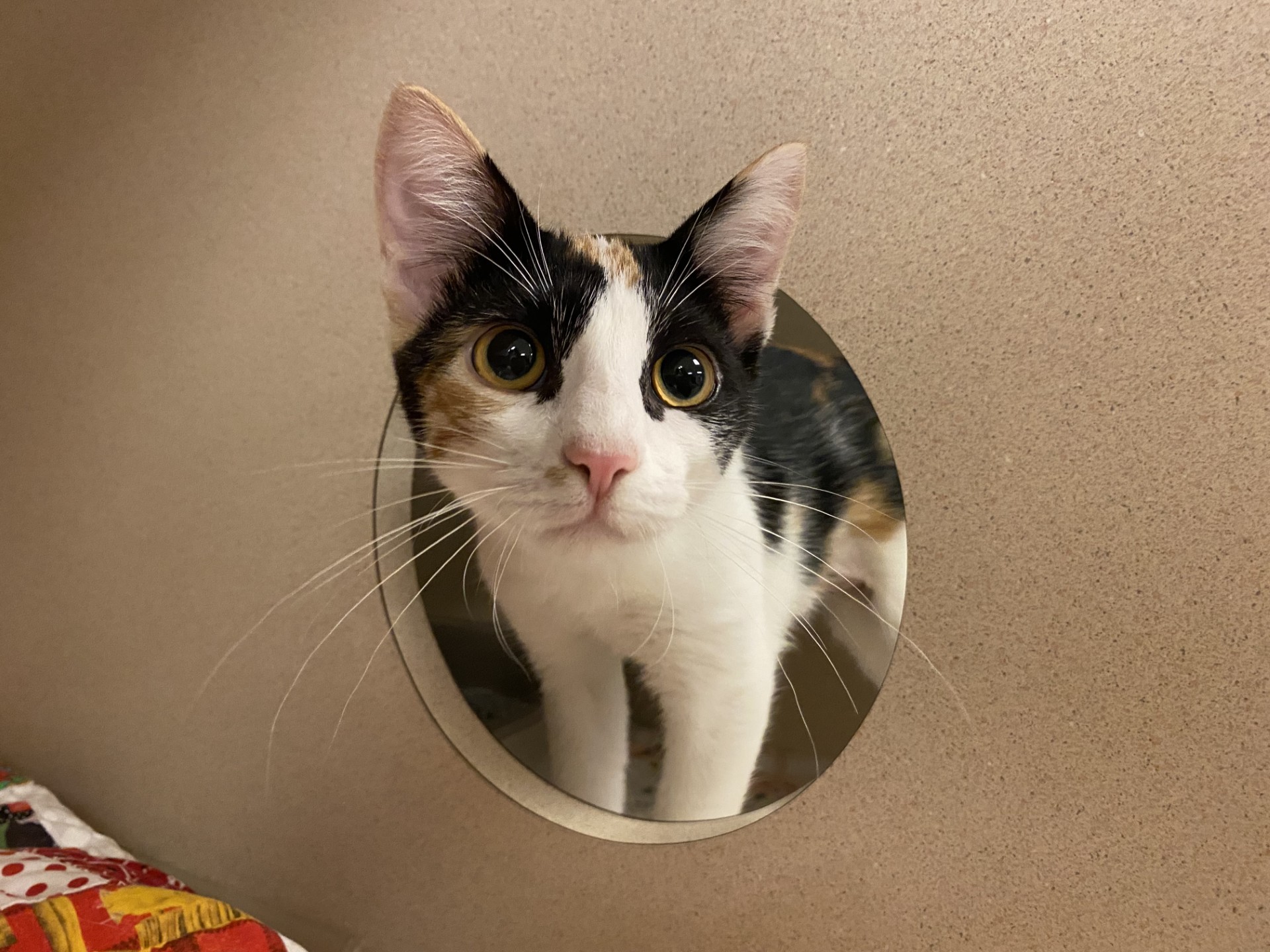 Cat for adoption Cleo, a Domestic Short Hair in Quakertown, PA