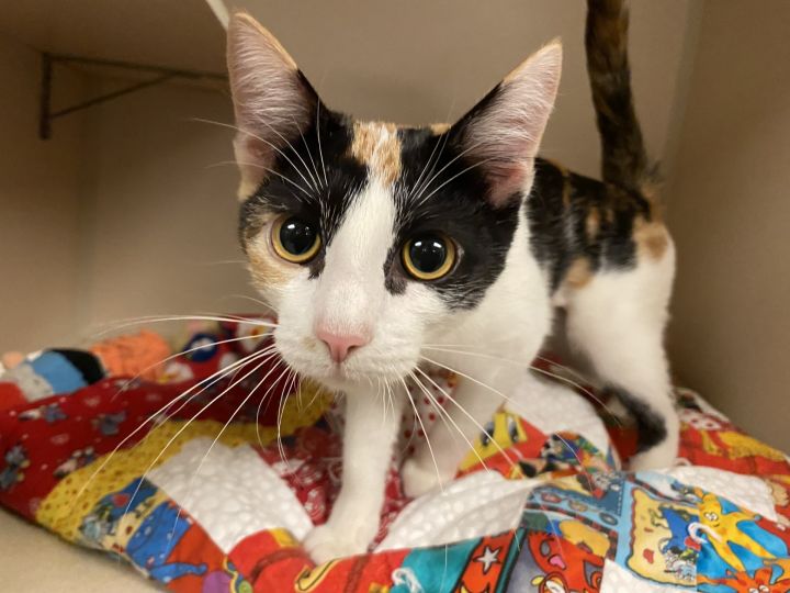 Cat for adoption Cleo, a Domestic Short Hair in Quakertown, PA