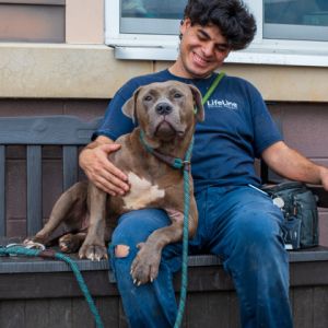 Dorthy- IN FOSTER, Adult Female Mixed Breed