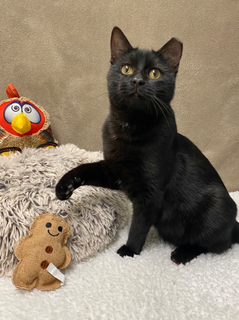 Autumn, an adoptable Domestic Short Hair in Grants Pass, OR, 97526 | Photo Image 1