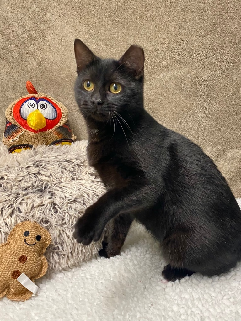 Autumn, an adoptable Domestic Short Hair in Grants Pass, OR, 97526 | Photo Image 4