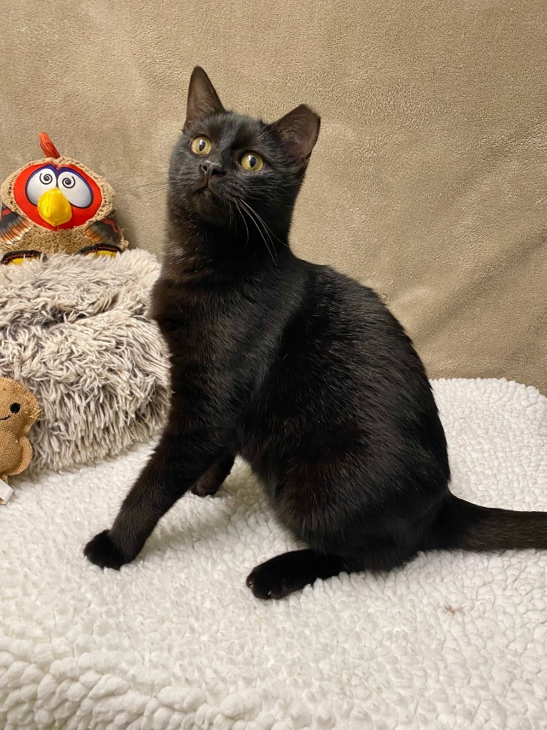 Autumn, an adoptable Domestic Short Hair in Grants Pass, OR, 97526 | Photo Image 6