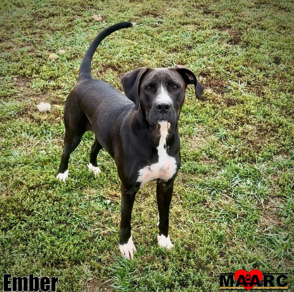 Ember