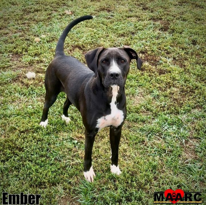 Ember 2