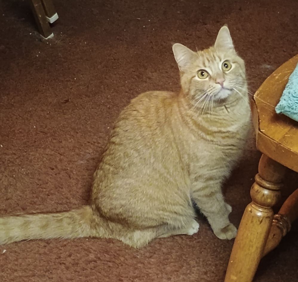 Tilly, an adoptable Domestic Short Hair in Brainardsville, NY, 12915 | Photo Image 1