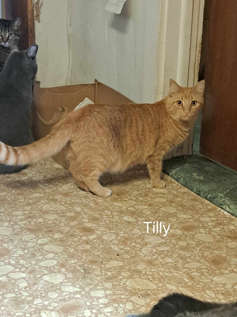Tilly, an adoptable Domestic Short Hair in Brainardsville, NY, 12915 | Photo Image 2