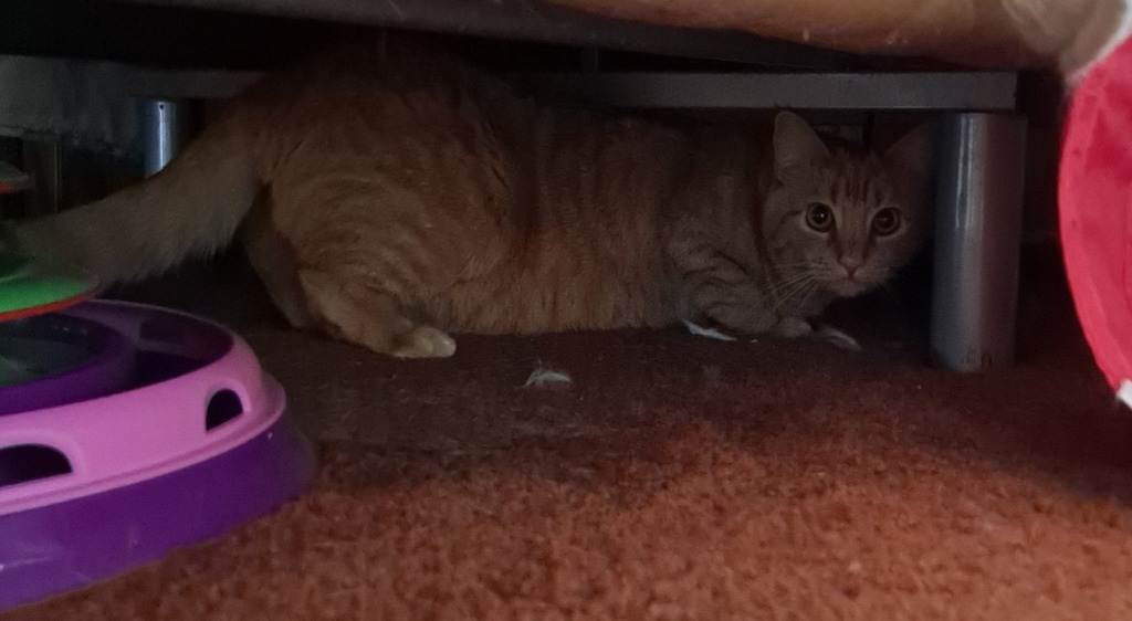 Tilly, an adoptable Domestic Short Hair in Brainardsville, NY, 12915 | Photo Image 3