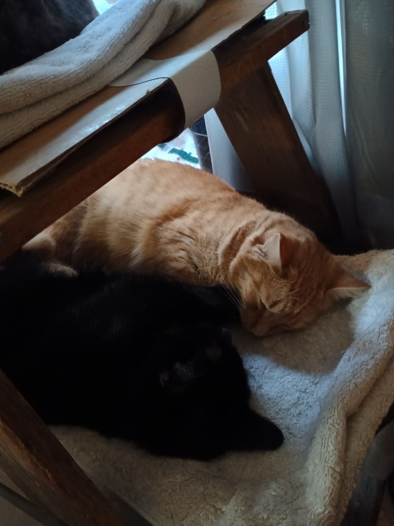 Tilly, an adoptable Domestic Short Hair in Brainardsville, NY, 12915 | Photo Image 4