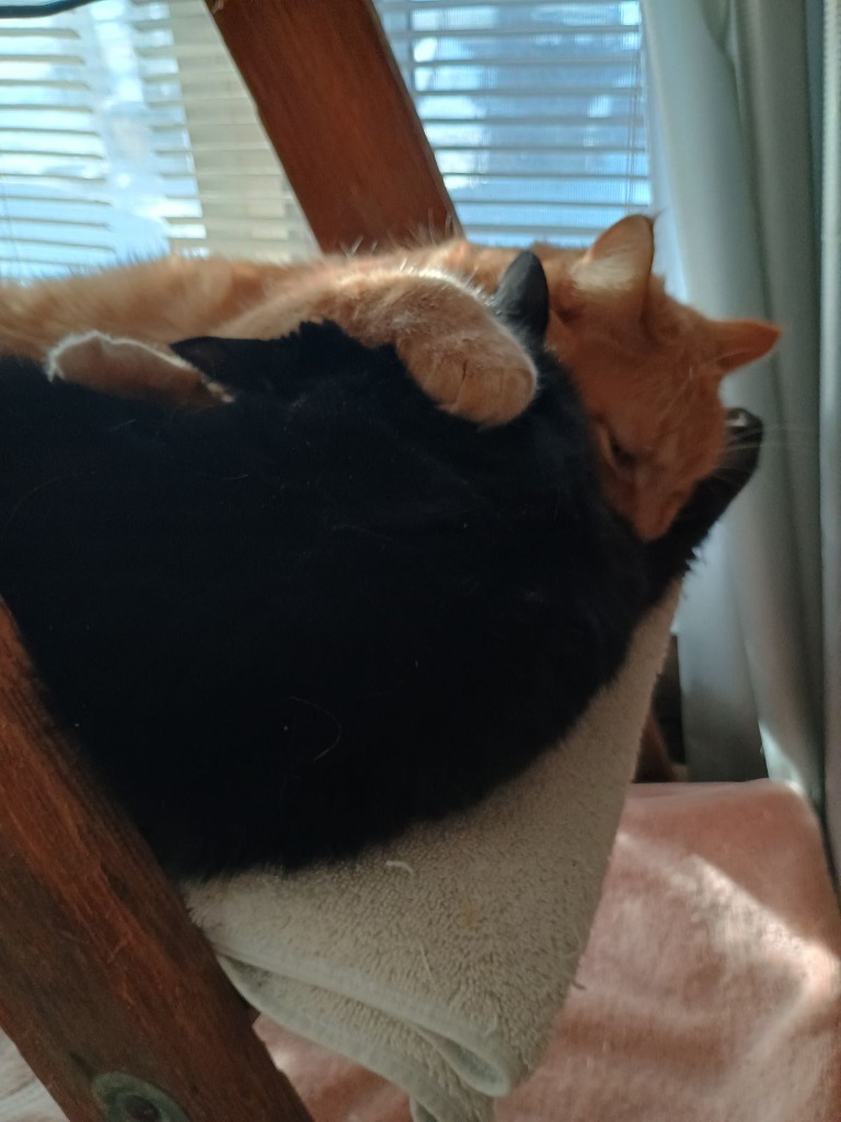 Tilly, an adoptable Domestic Short Hair in Brainardsville, NY, 12915 | Photo Image 5