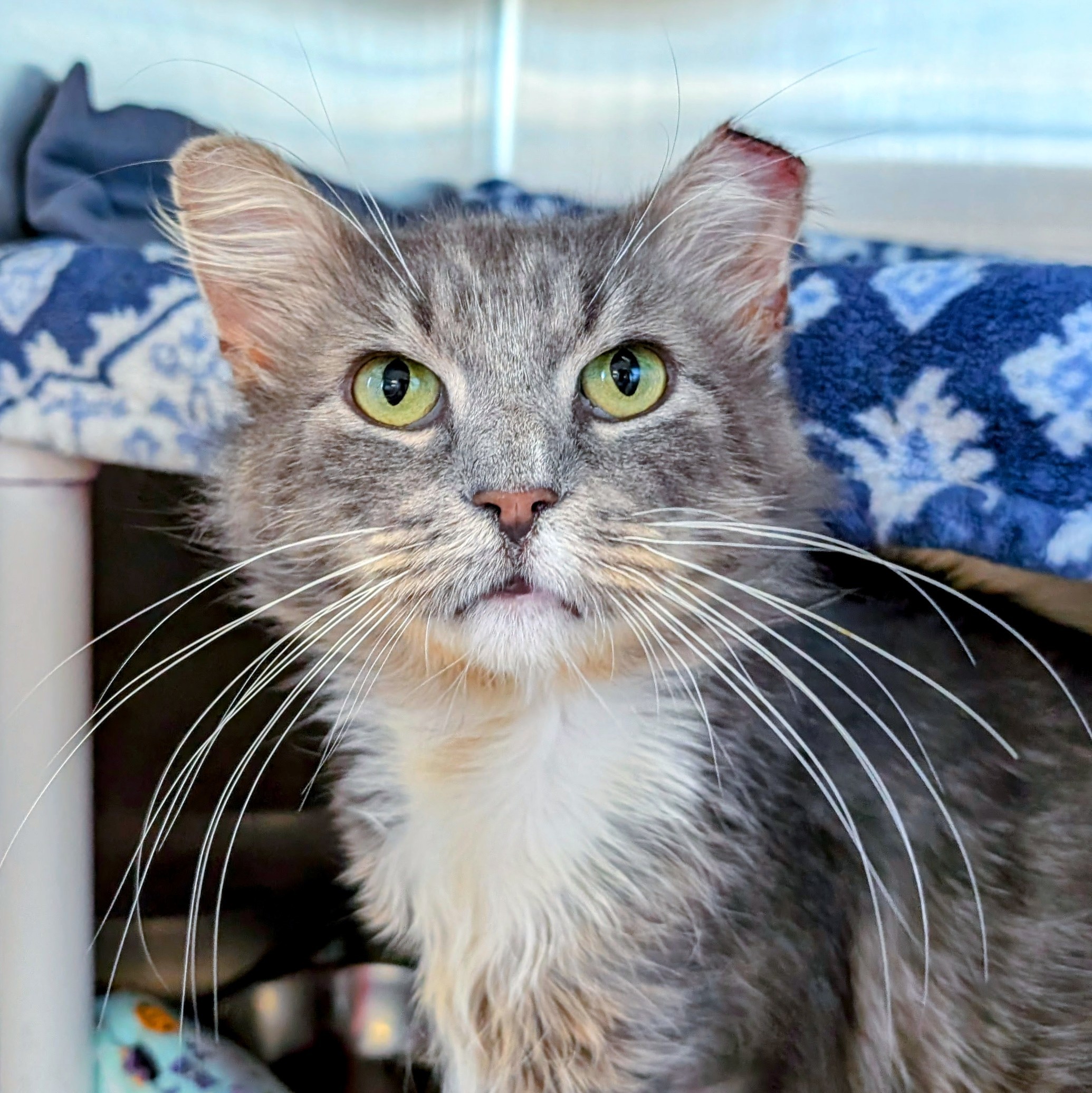 Cat for adoption Maple Sugar, a Domestic Short Hair in Cincinnati, OH