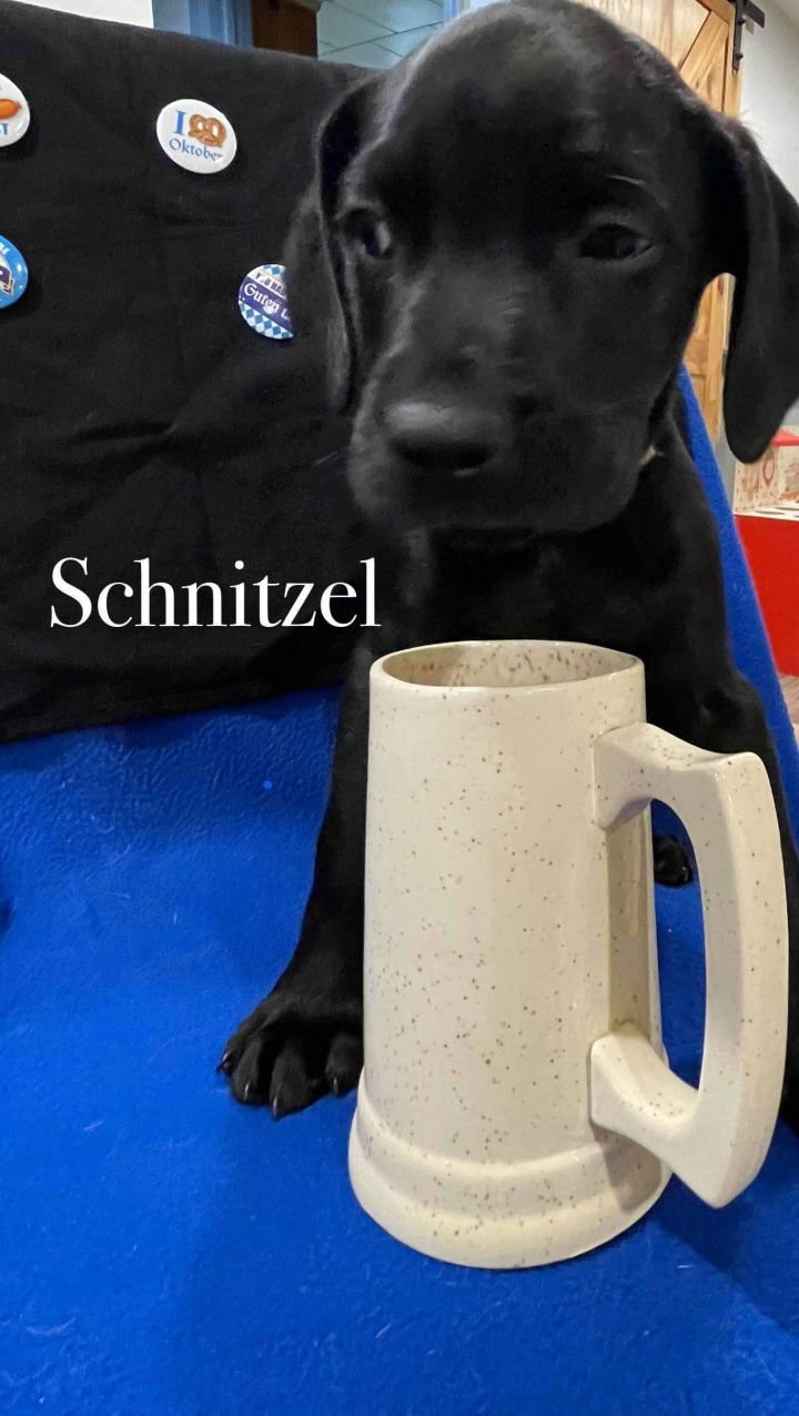 Schnitzel 1