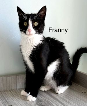 Franny SPECIAL NEEDS KITTEN (In Foster)