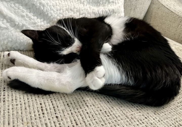 Franny SPECIAL NEEDS (In Foster) 2