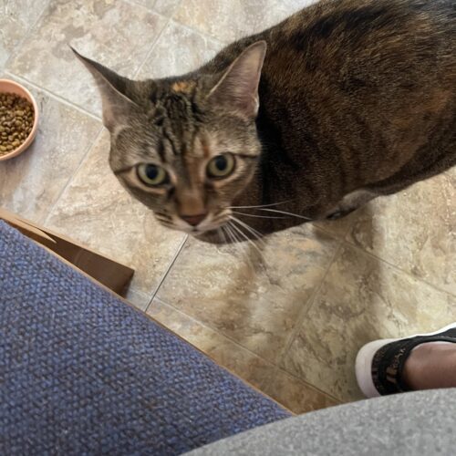 Gracie 3