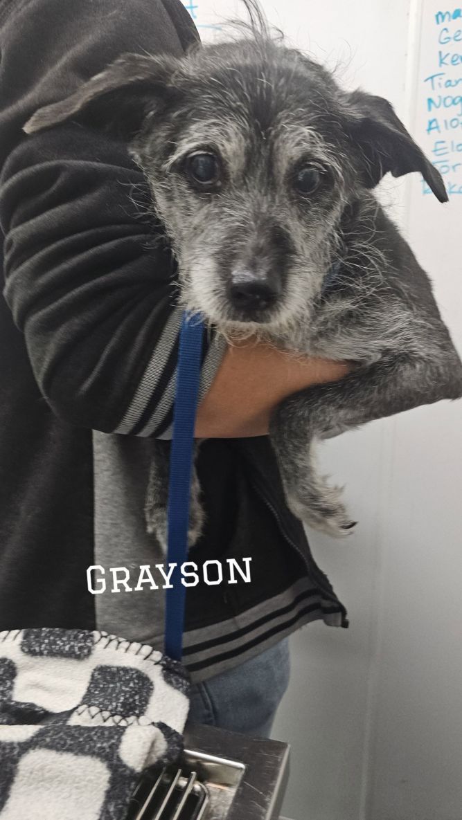 GREYSON