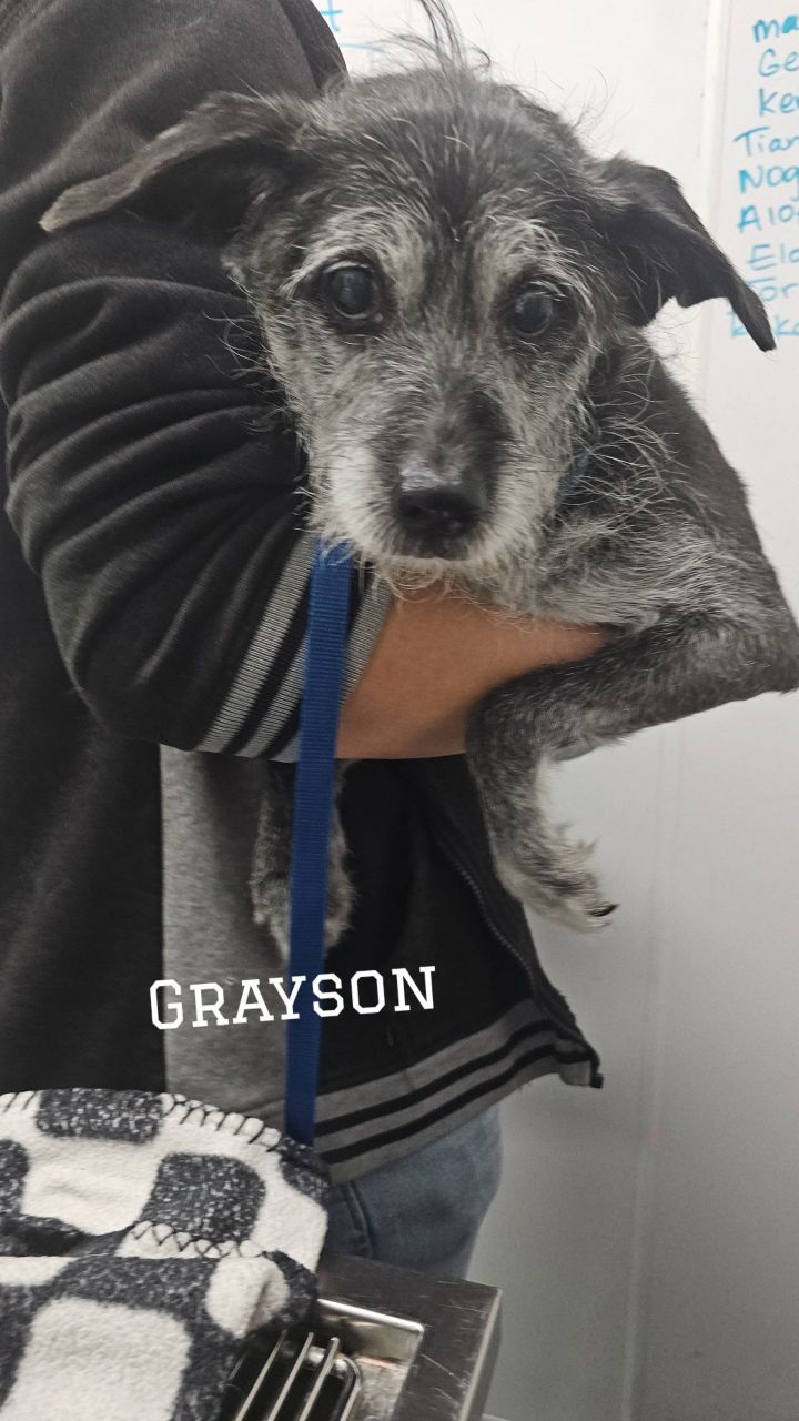 GREYSON 1