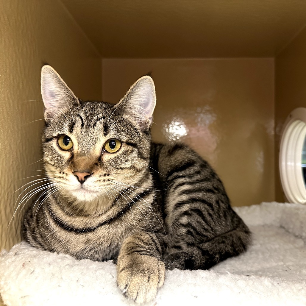 Shakira, an adoptable Domestic Short Hair in Spokane, WA, 99202 | Photo Image 1