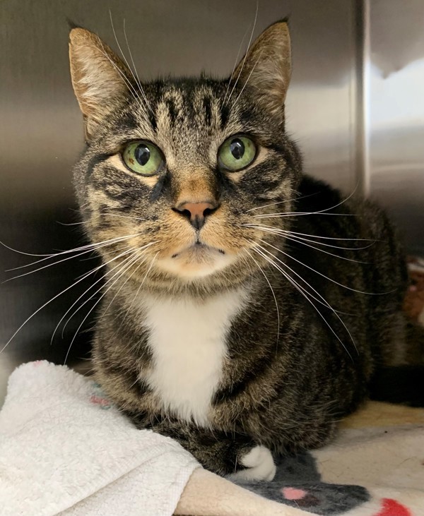 Lou, an adoptable Domestic Short Hair in Great Falls, MT, 59405 | Photo Image 1