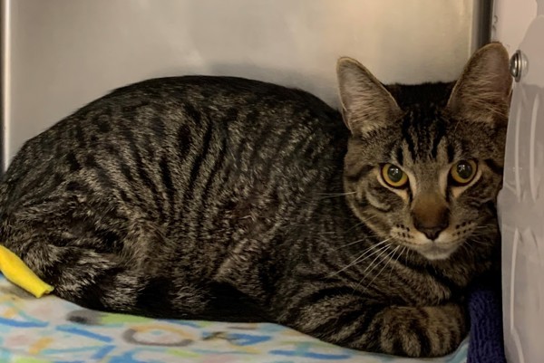 Merlin, an adoptable Domestic Short Hair in Great Falls, MT, 59405 | Photo Image 1