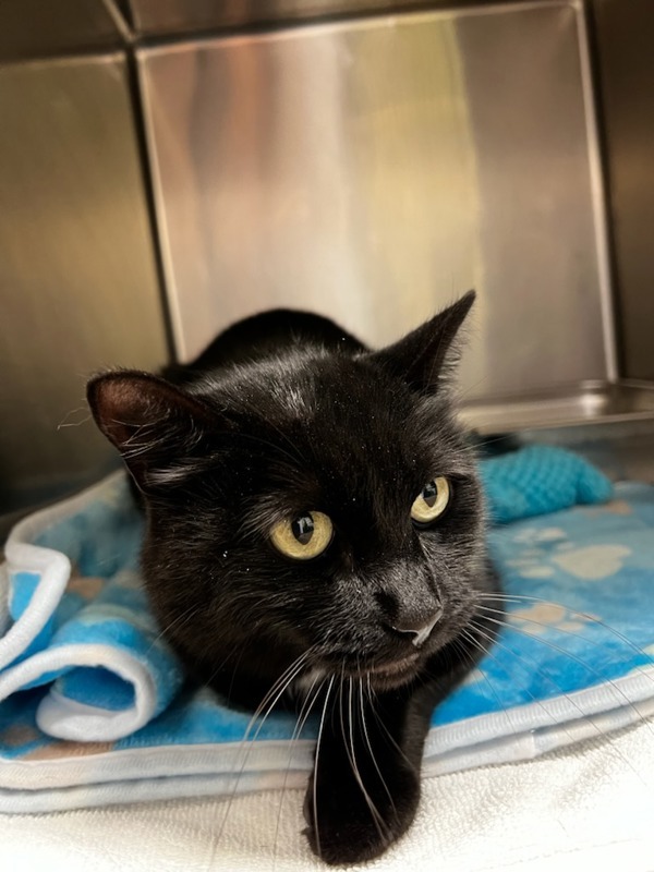 Ember, an adoptable Domestic Short Hair in Great Falls, MT, 59405 | Photo Image 1