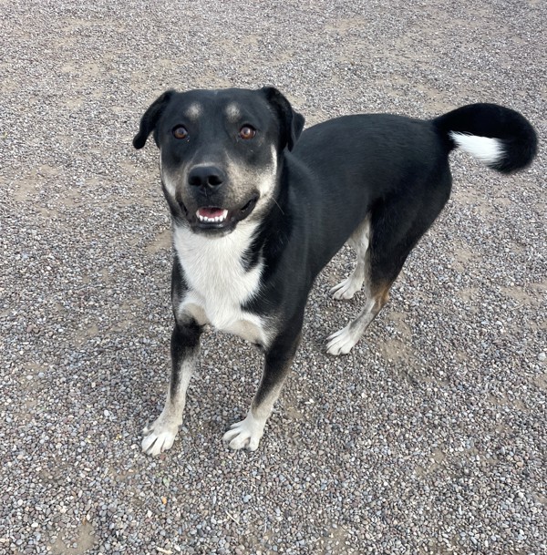 Chief, an adoptable Mixed Breed in Great Falls, MT, 59405 | Photo Image 1