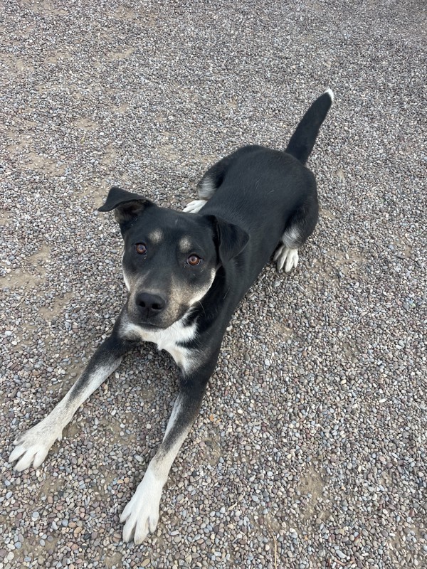 Chief, an adoptable Mixed Breed in Great Falls, MT, 59405 | Photo Image 2