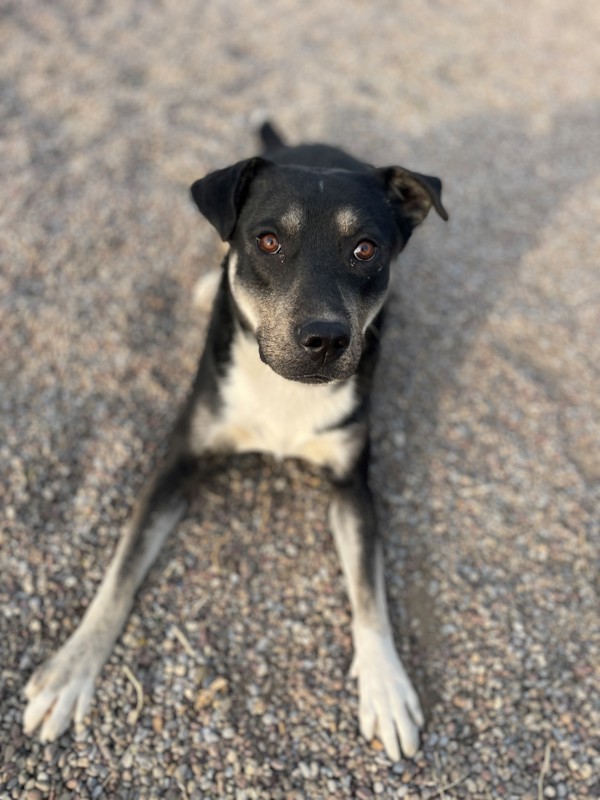 Chief, an adoptable Mixed Breed in Great Falls, MT, 59405 | Photo Image 3