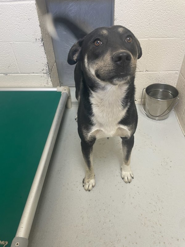 Chief, an adoptable Mixed Breed in Great Falls, MT, 59405 | Photo Image 5