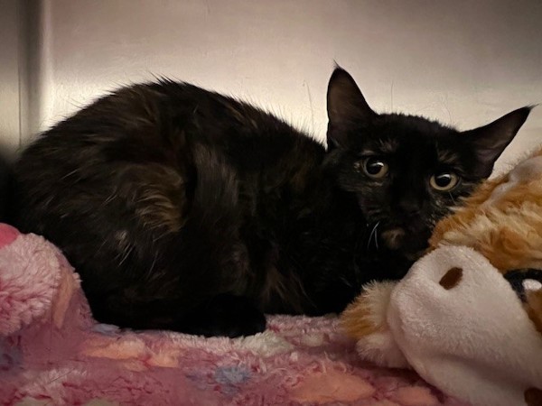 Bianca, an adoptable Domestic Short Hair in Great Falls, MT, 59405 | Photo Image 1