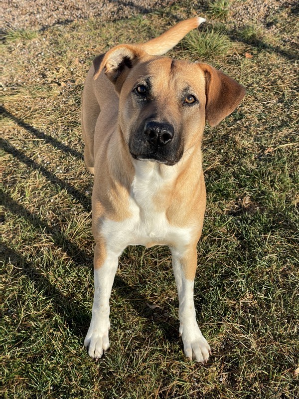 Shasta, an adoptable Mixed Breed in Great Falls, MT, 59405 | Photo Image 1