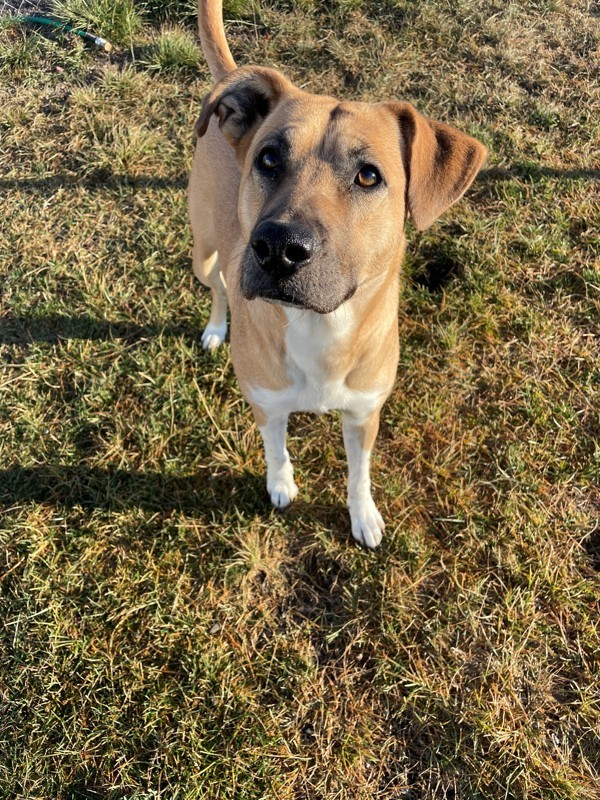 Shasta, an adoptable Mixed Breed in Great Falls, MT, 59405 | Photo Image 2