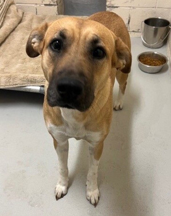 Shasta, an adoptable Mixed Breed in Great Falls, MT, 59405 | Photo Image 3