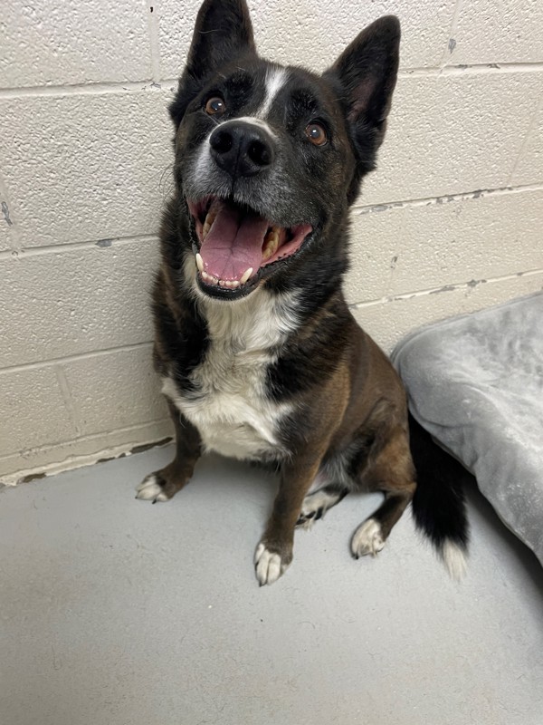 Bear, an adoptable Mixed Breed in Great Falls, MT, 59405 | Photo Image 4