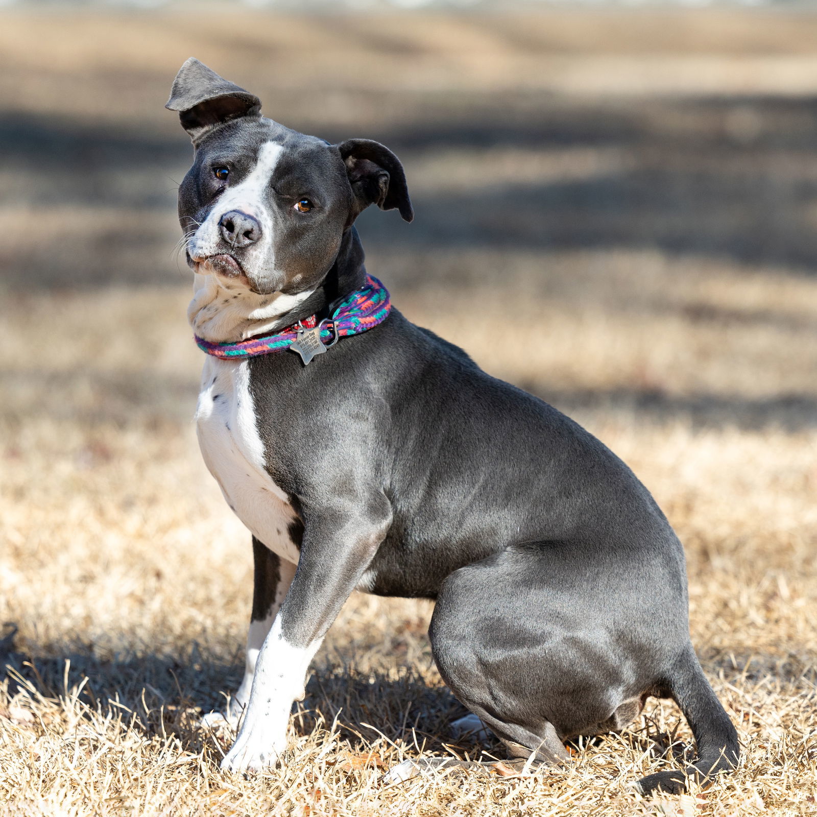 Grady, an adoptable Pit Bull Terrier in Wilmington, NC, 28405 | Photo Image 2