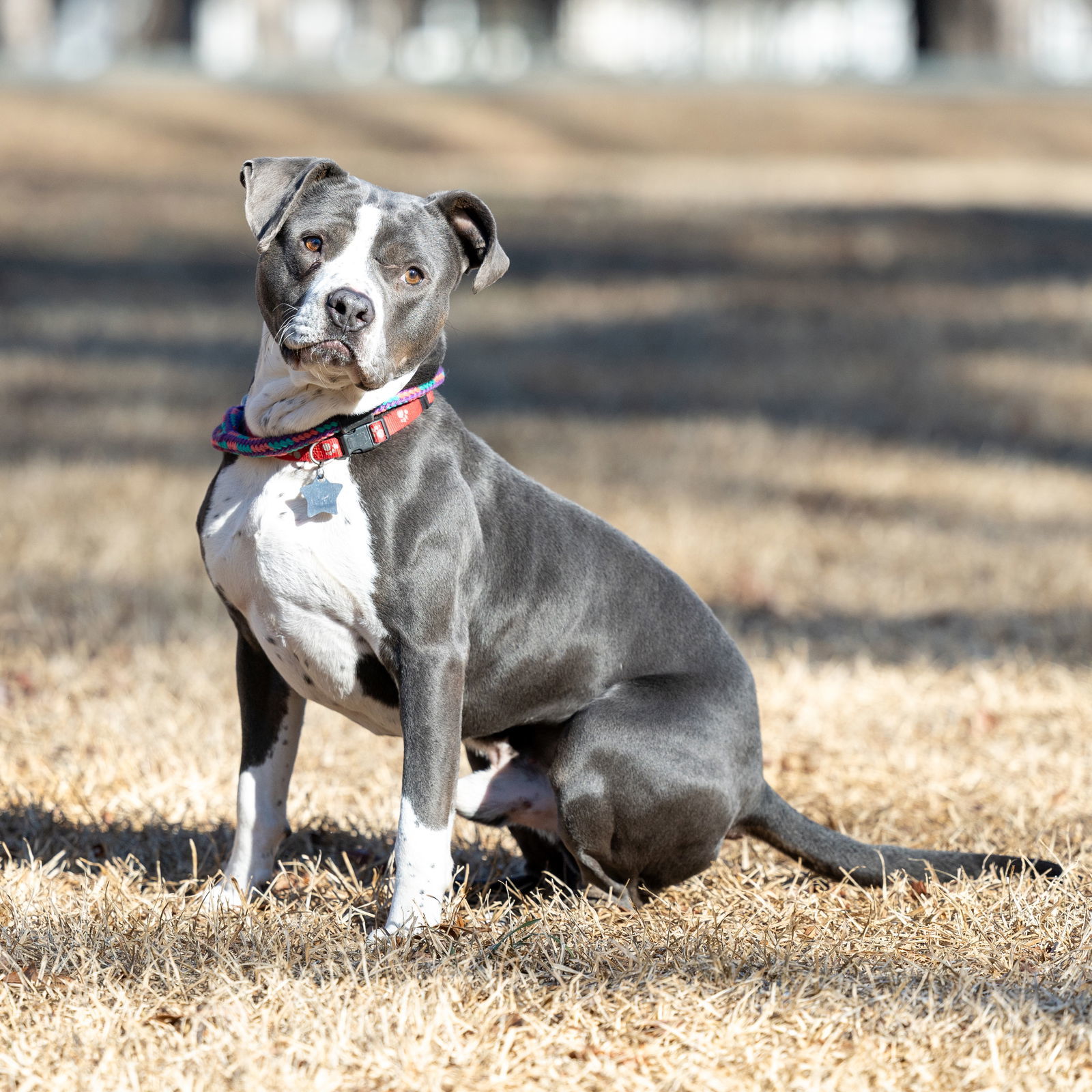 Grady, an adoptable Pit Bull Terrier in Wilmington, NC, 28405 | Photo Image 4