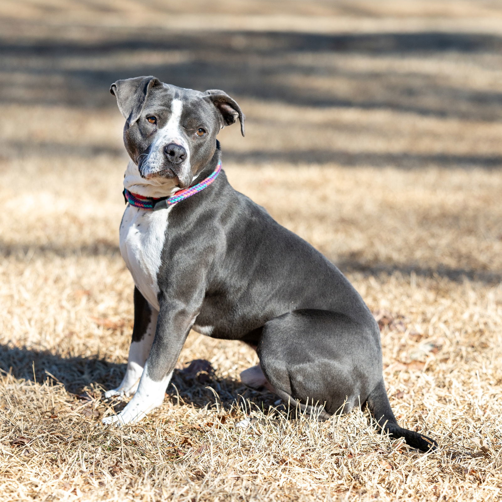 Grady, an adoptable Pit Bull Terrier in Wilmington, NC, 28405 | Photo Image 6