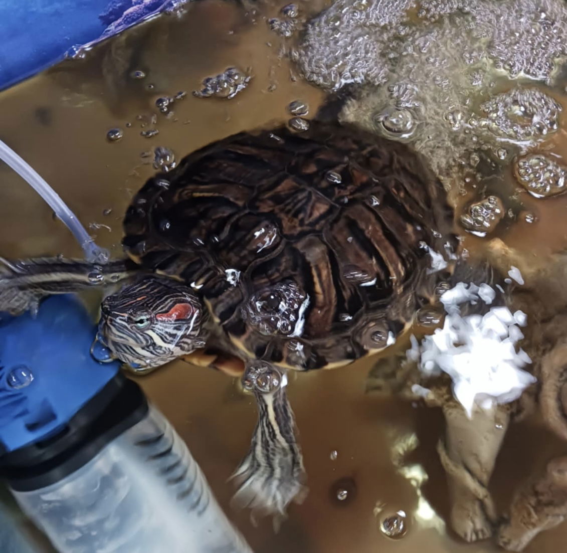 Swimmie