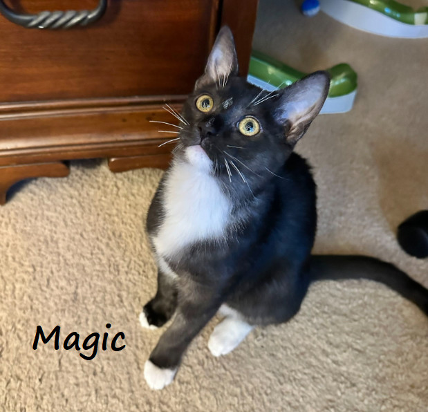 Magic #smoke-tuxedo