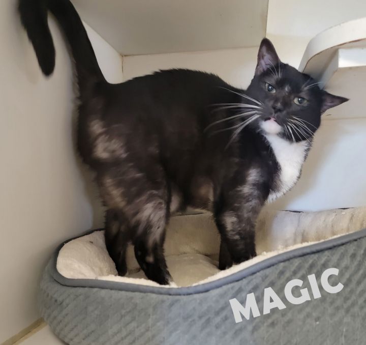 Magic #smoke-tuxedo 2