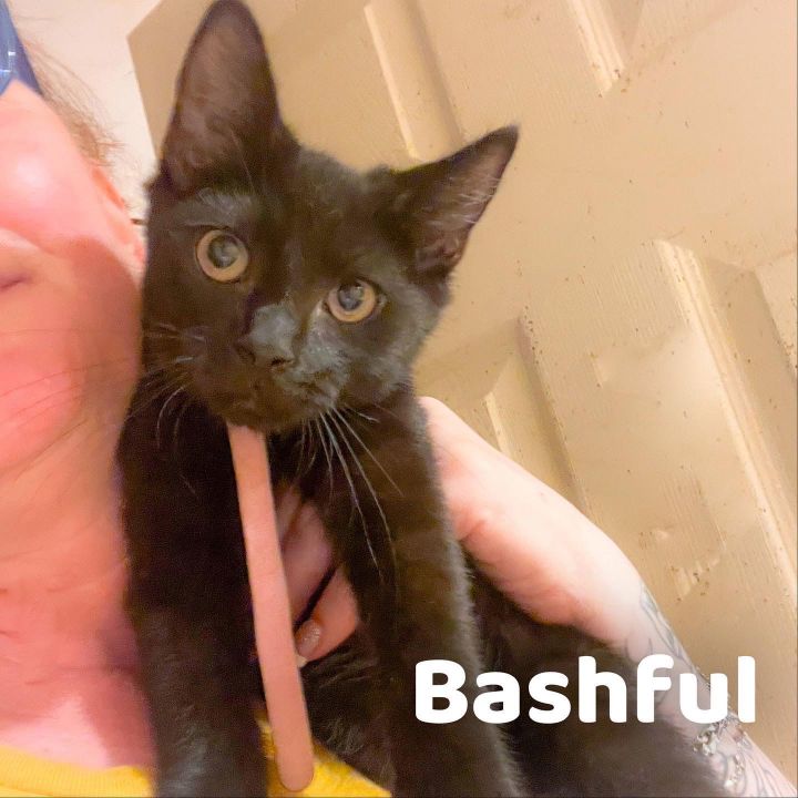 Bashful 3