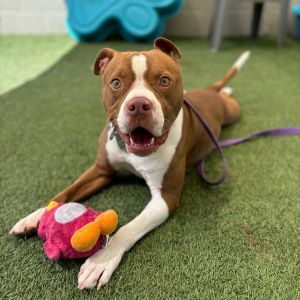 Drako is a rough and tumble guy who just loves to have fun We think his perfect day would include