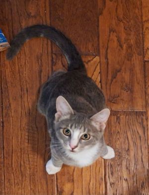 Hulk, Young Male Domestic Short Hair