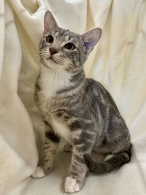 Runner, Young Female Domestic Short Hair