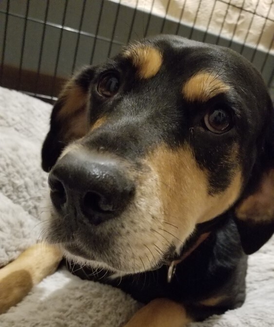 Roo