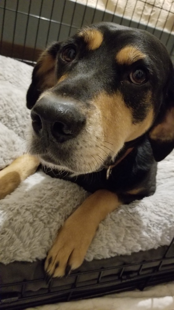 Roo