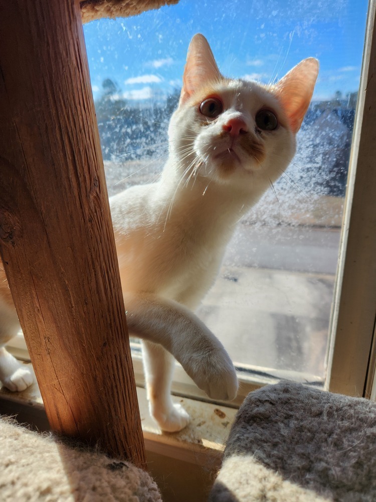 Fergus