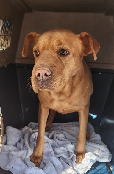 Butterscotch formerly Harley 1