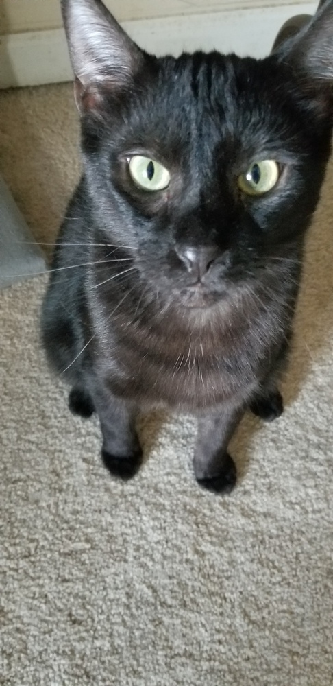 Coal